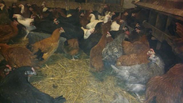 Sprzedam Kury w wieku 4 do 5 miesięcy Cała Polska