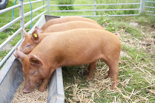  Ukraina. Skup zywca 6 zl/kg, chow tucznikow. 