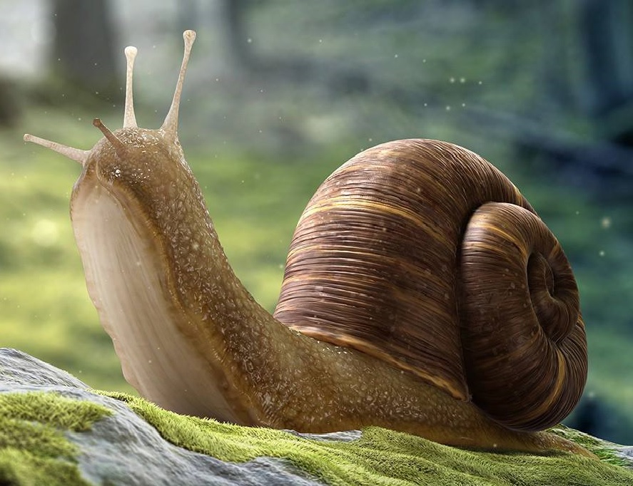 Skup ślimaków- Golden Helix
